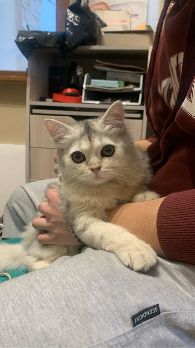 Кошечка шиншила X британец