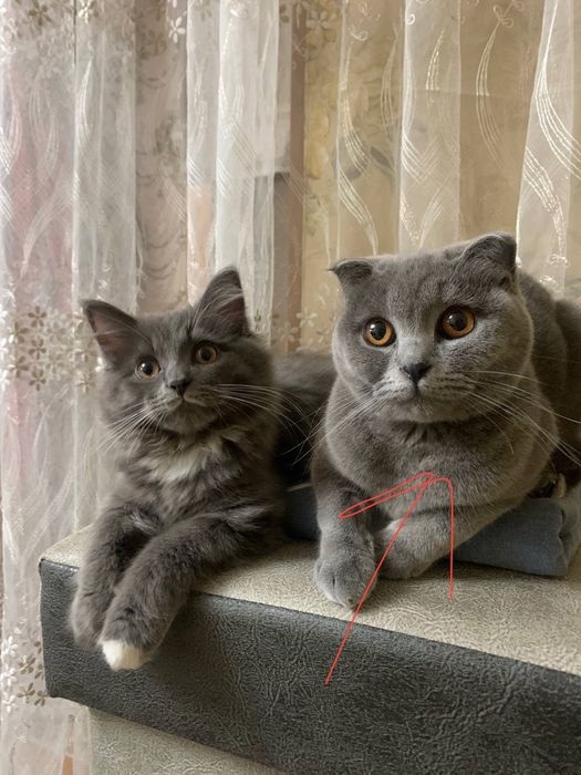 Скоттиш фолдлар сотилади