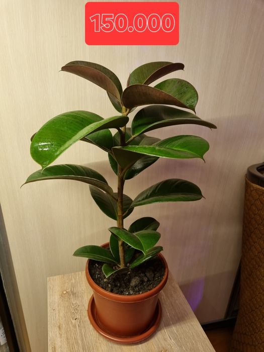 Фикус эластика и чёрный принц