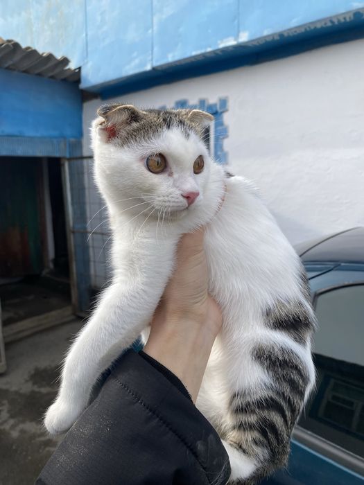 вислоухая кошка в добрые руки