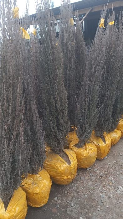 Саженцы көшеттердың барлық түрі бар