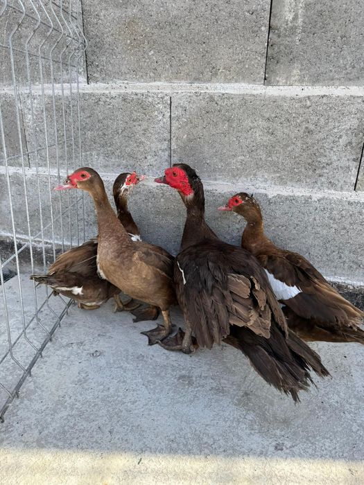 Oua proaspete de găini austrolorp și rate ciocolatii și negru salbatic