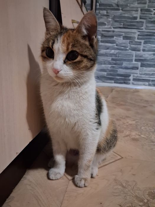 Красавица Ева в поисках дома!!