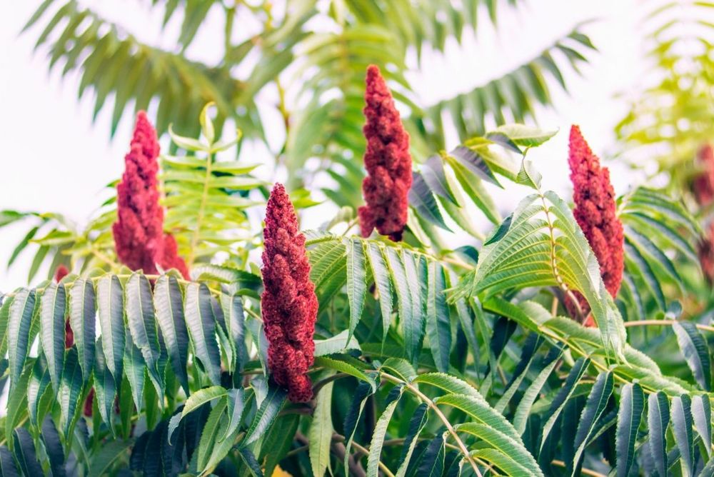 Pomi Oramental (Oţetar Rosu)