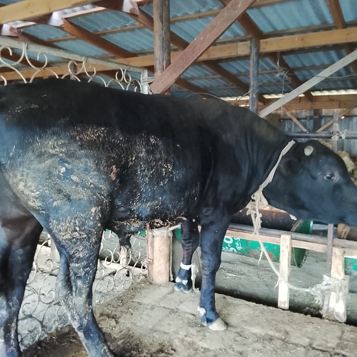 Бұка жағдайлары жаксы