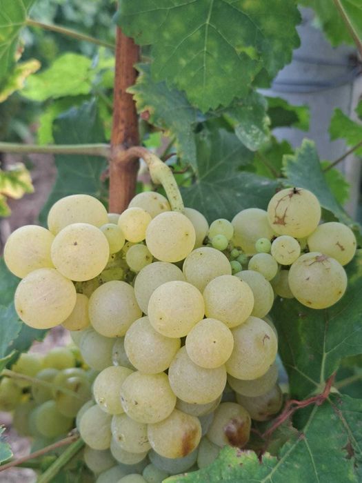 Struguri de vin adusi acasa diverse soiuri albi-negri, preț producător livrare la locație în jud. Dolj