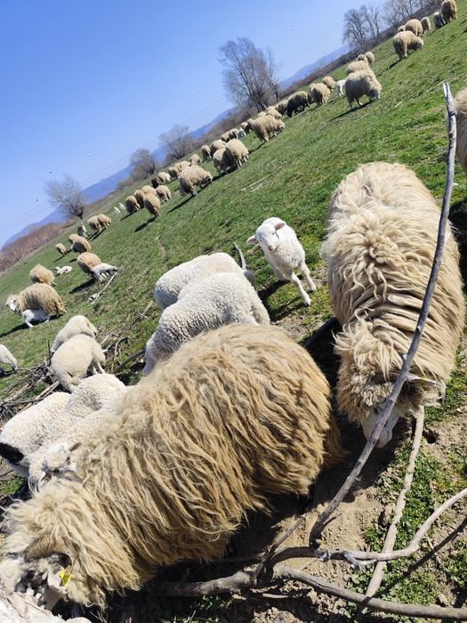 De vânzare 60 de oi