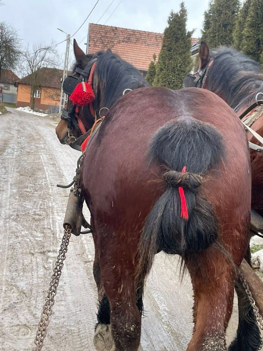 Vand doi manji de 2 ani