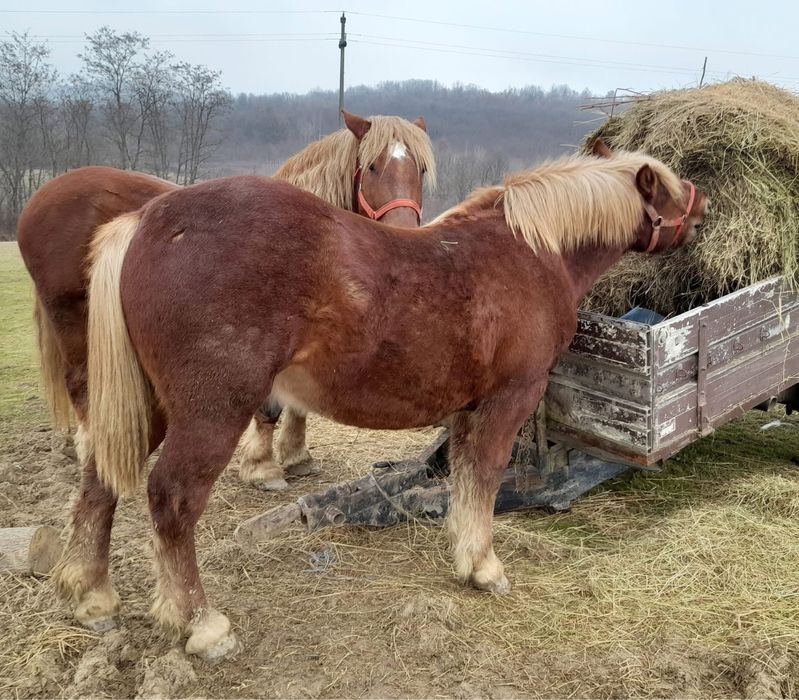 Vând armăsar 1 an și 10 luni