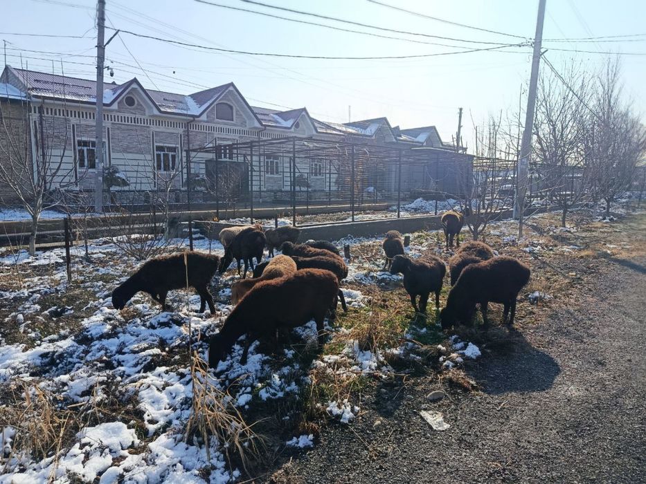 Ona-bolla bogoz qoyla