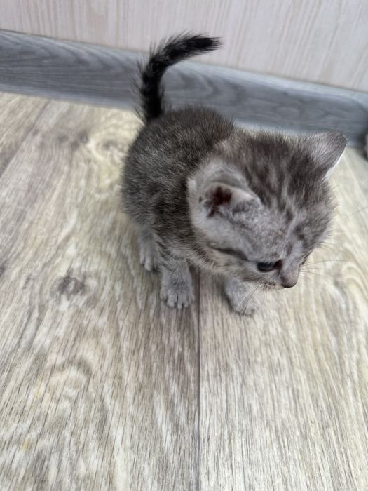 Отдам шотландских котят