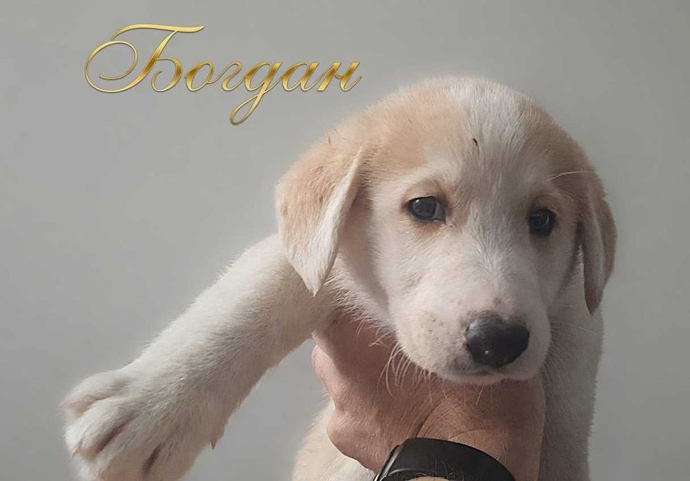 Отдам щенков в хорошие руки.