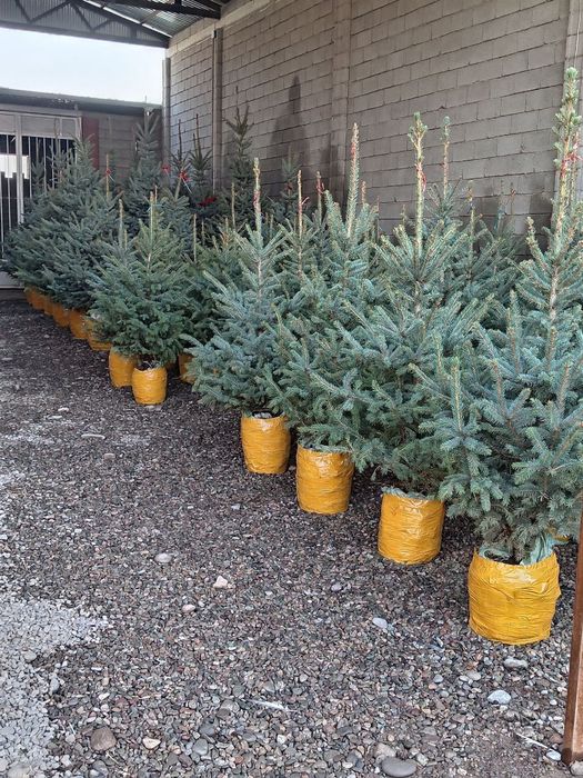 Gazon archa va gullar lanshat qilamiz