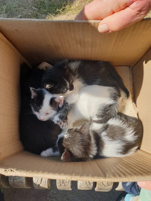 котята в добрые руки