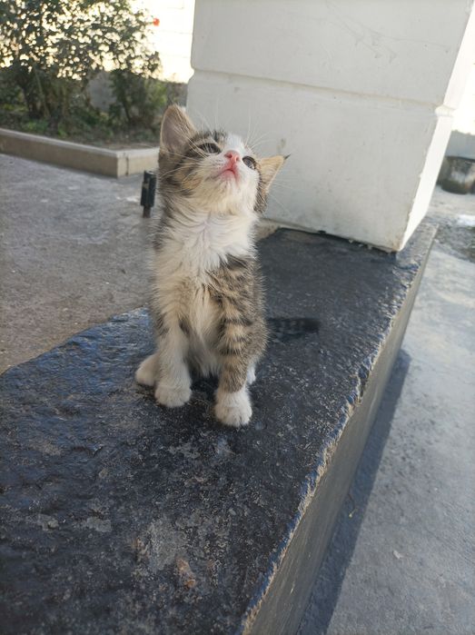 Отдам котёнка бесплатно