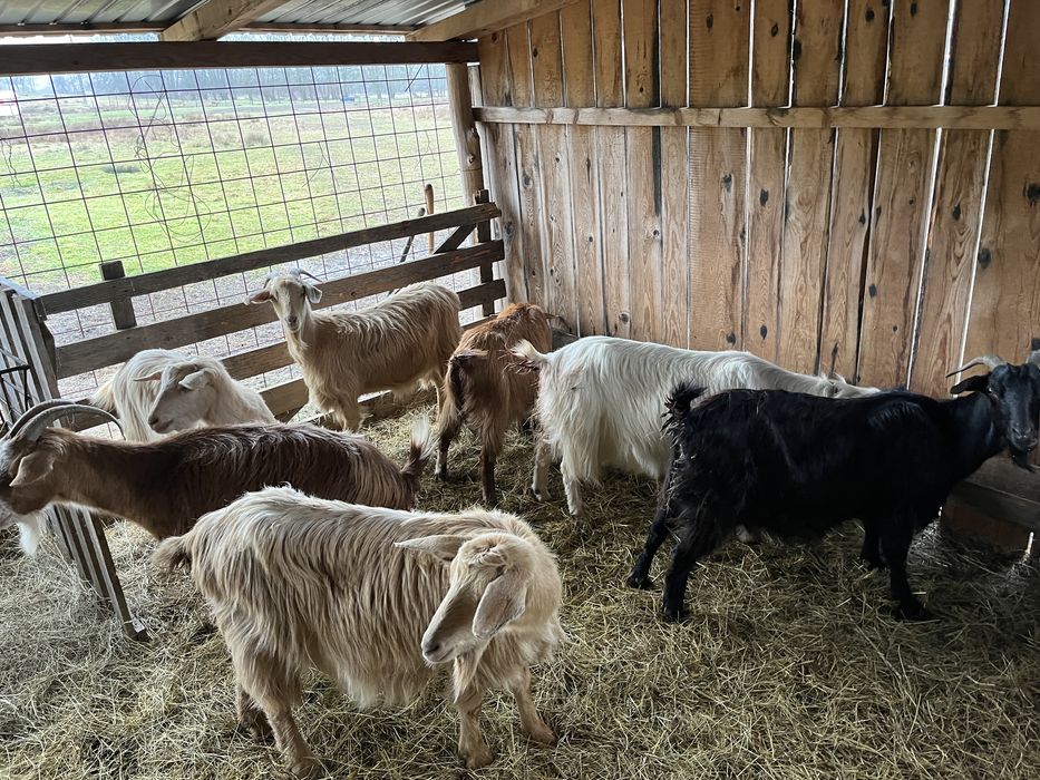 De vanzare capre cu iezi