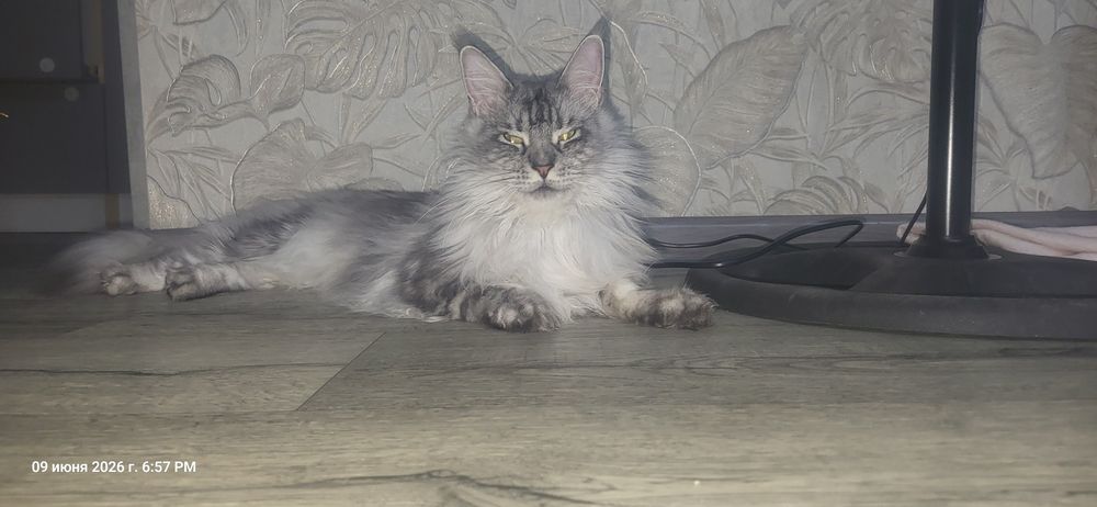 отдам в хорошие добрые руки