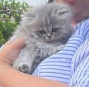 Котёнок скотиш страйт