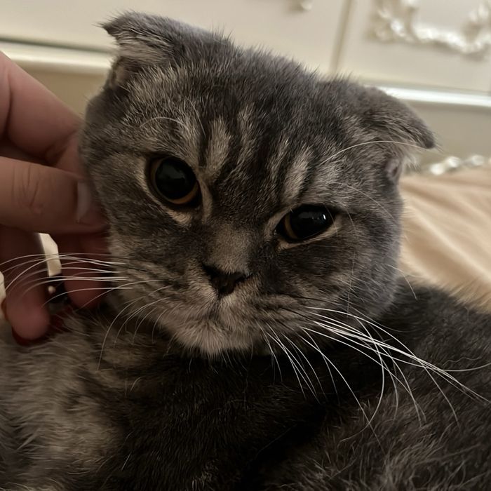 Скотш Фолд девочка