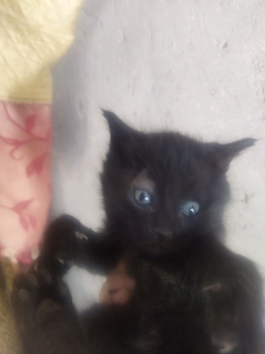 Котята по 20.000тисяч