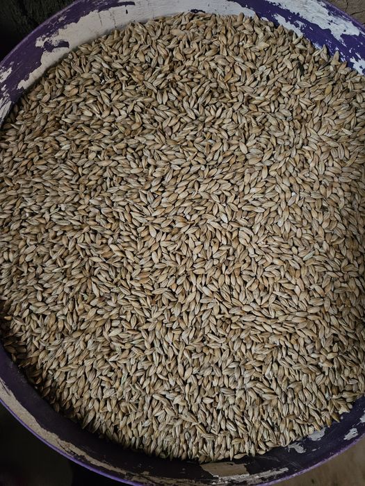 Таук ешкиге жем,бидай