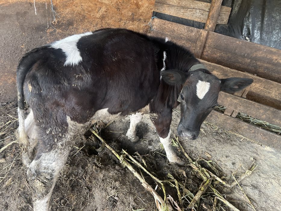 Vand tauras de 2 luni jumate semi intarcat