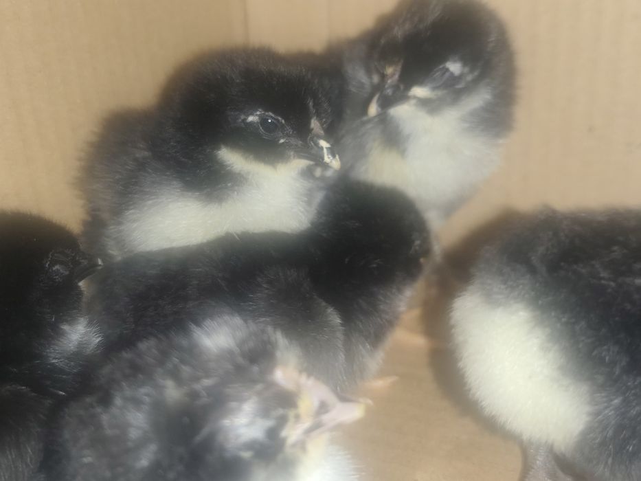 Цыплята джерсийский гигант