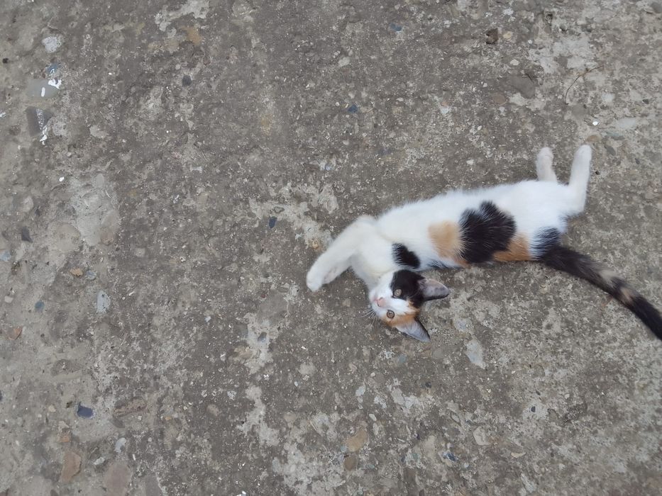 Donez pisici mici