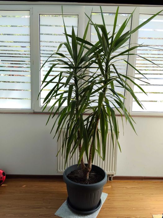 Planta Yuka mare