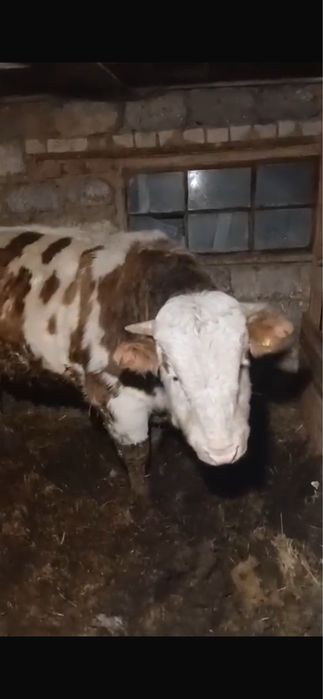 Продам бычка Симентальской породы