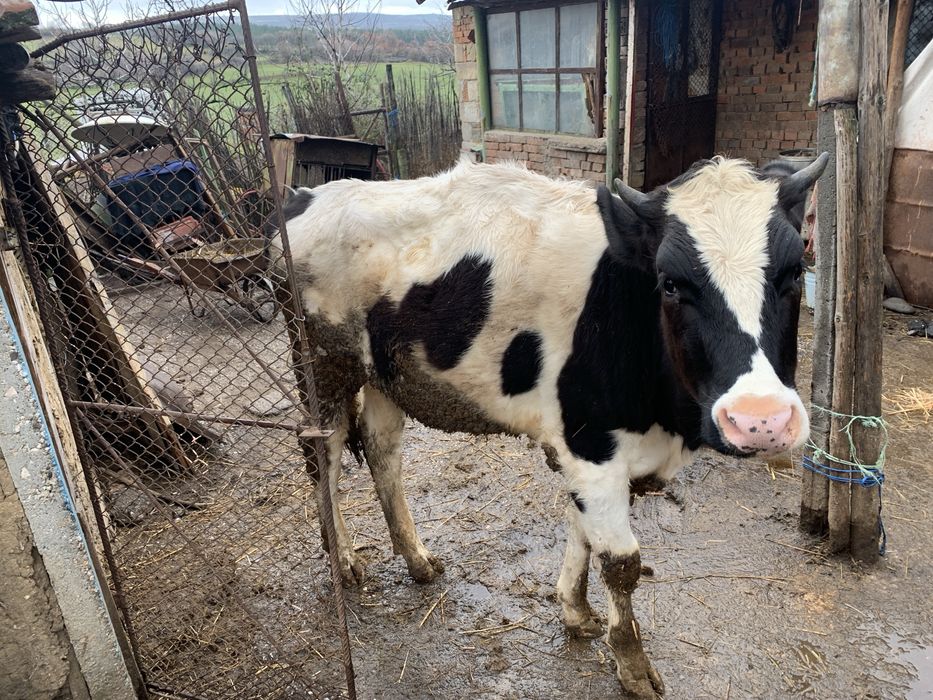 Продавам женско теле на осем месеца!