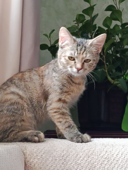 Котенок девочка 5 мес