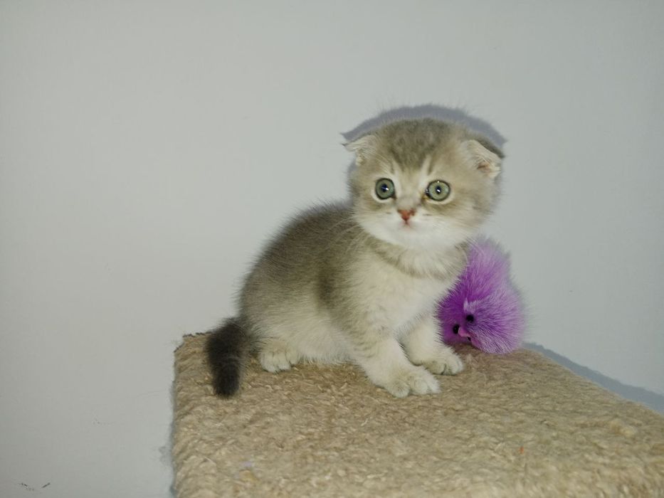 Голубое золото Шиншила  девочка