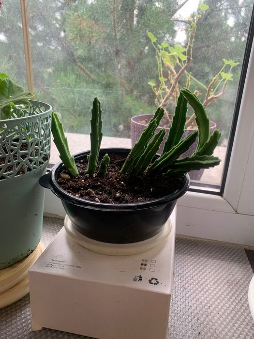 Диффенбахия, юкка и другие