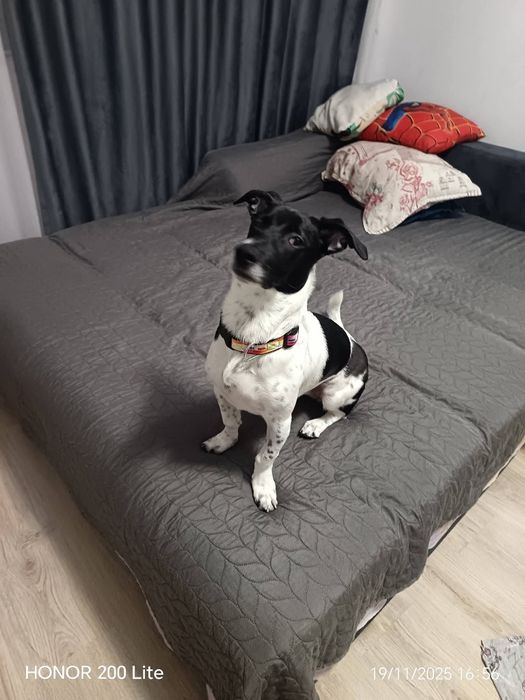 Luna are 1 anișor și își caută familia potrivită pentru ea.