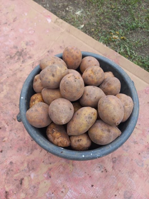 Продам семеной картофель
