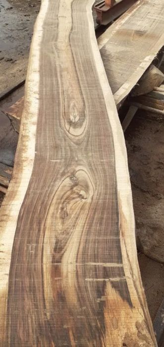 Cherestea blaturi rasină, lemn de nuc, stejar, dud, cires, ulm, paltin