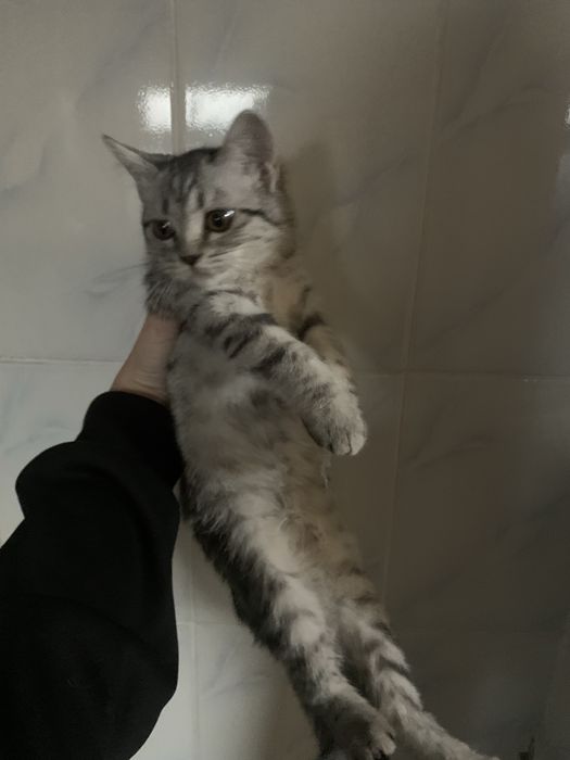 Шотладский котенок