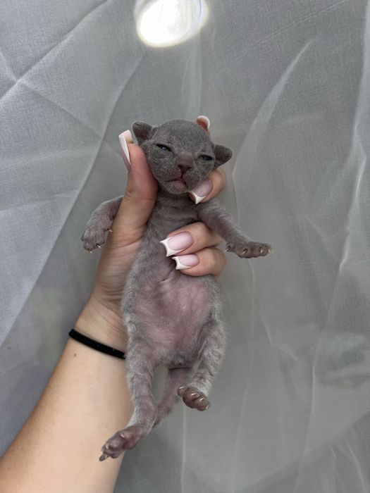 Котята Канадского Сфинкса