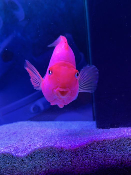 Popugay baligi kotta razmerda