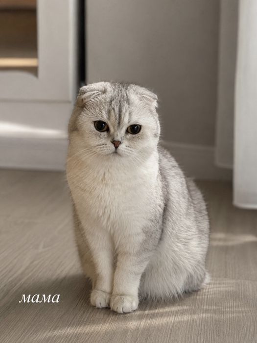 Продается породистый очаровательный котенок Scottish mushuk котята