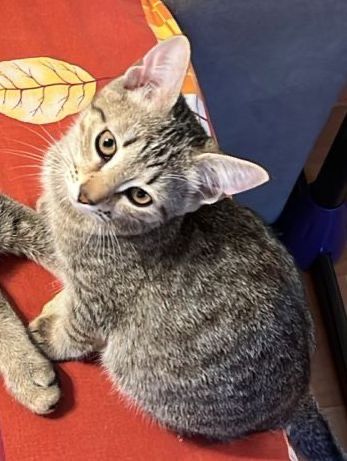 Отдам котёнка в добрые руки