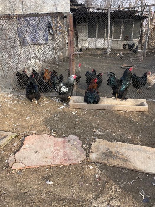 Продам петухов породы Брама