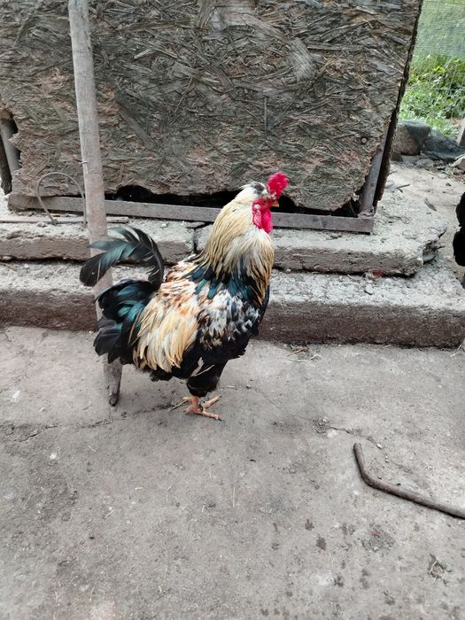 Vând cocoși de anul trebut