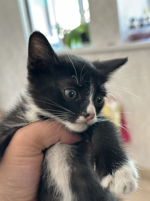 Котята 1.5 месячные
