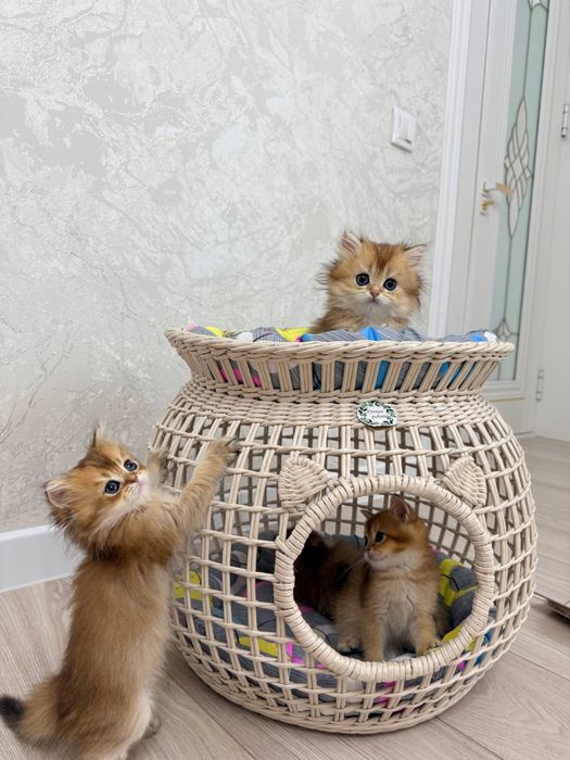 на продаже котята