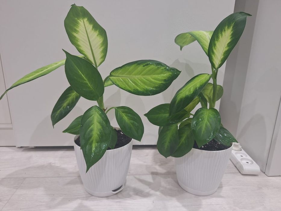 Диффенбахия комнатные цветы