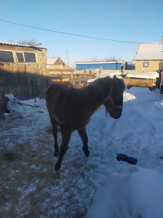 Продам тайчика только с поля