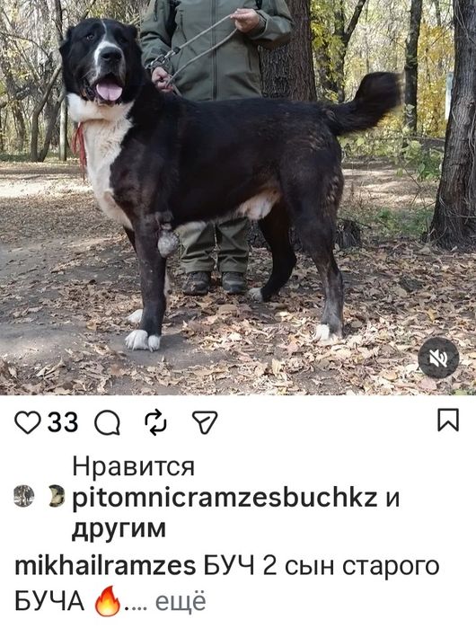 Кобель САО Алабай