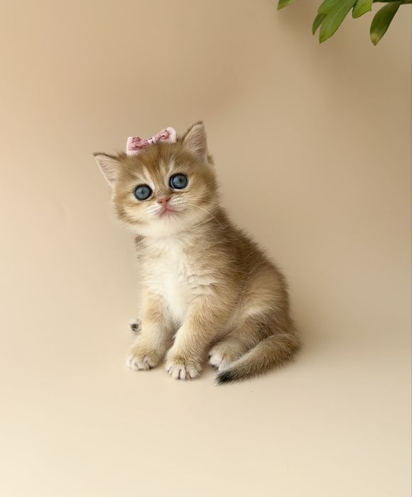 Британский котенок окрас Шиншилла